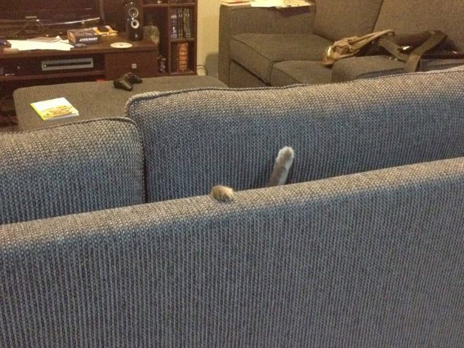 funny pictures animals hide and seek 20