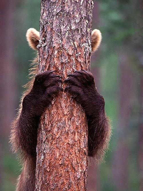 funny pictures animals hide and seek 30
