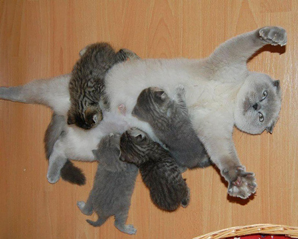 funny pictures animals who just became parents 03