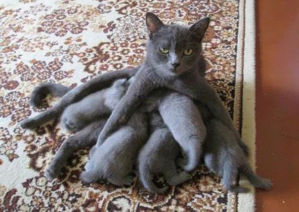 funny pictures animals who just became parents 08