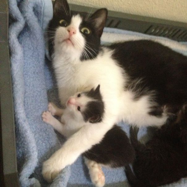funny pictures animals who just became parents 15