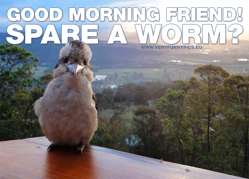 Bird wants your food - Good morning friend. Spare a worm?
