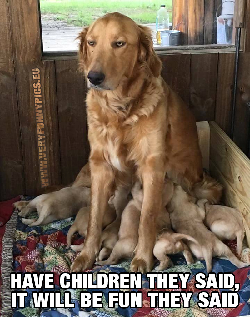 Bored dog with puppies - Have children they said