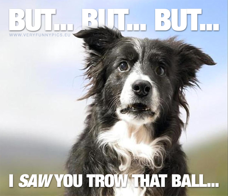 The dog SAW you throw that ball