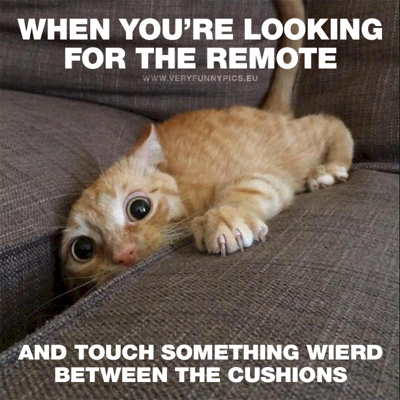 Cat looking for remote in couch