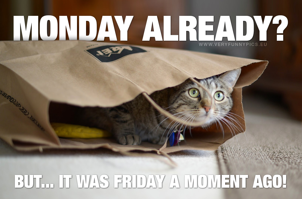 Cat looking out of paper bag - Monday already?
