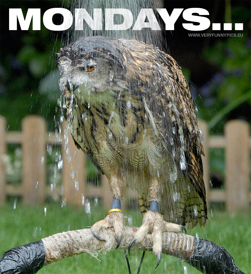 funny-pictures-mondays