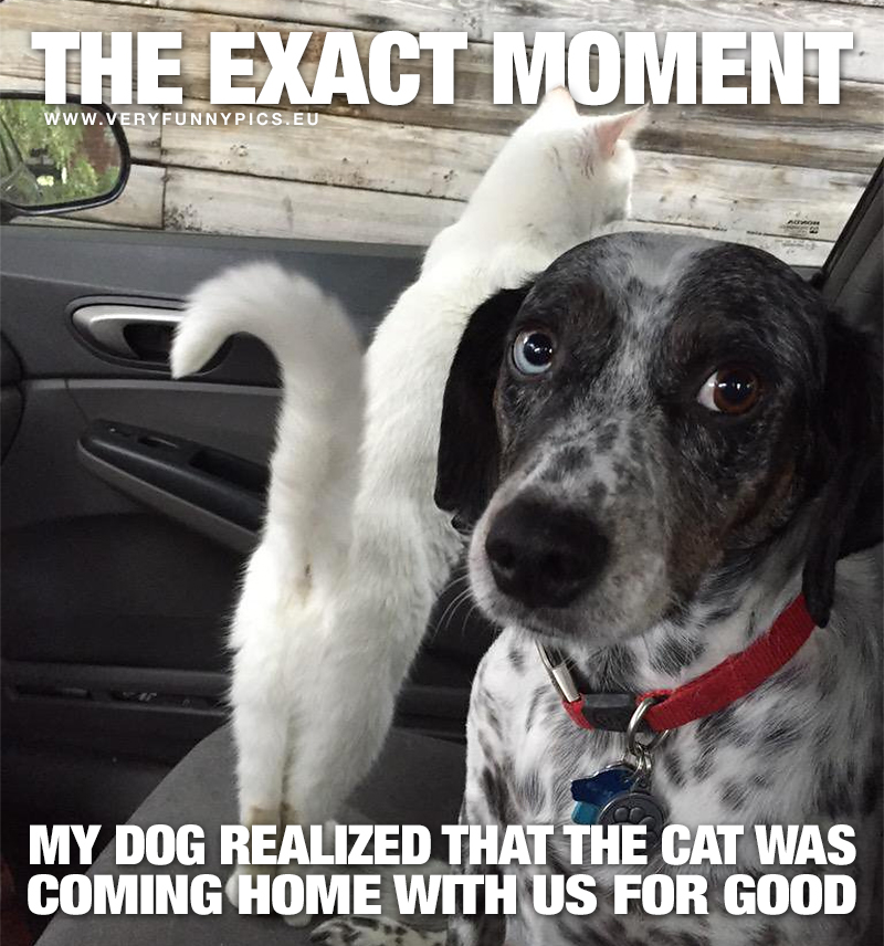 Cat and dog in a car - The exact moment my dog realized that the cat was coming home with us for good