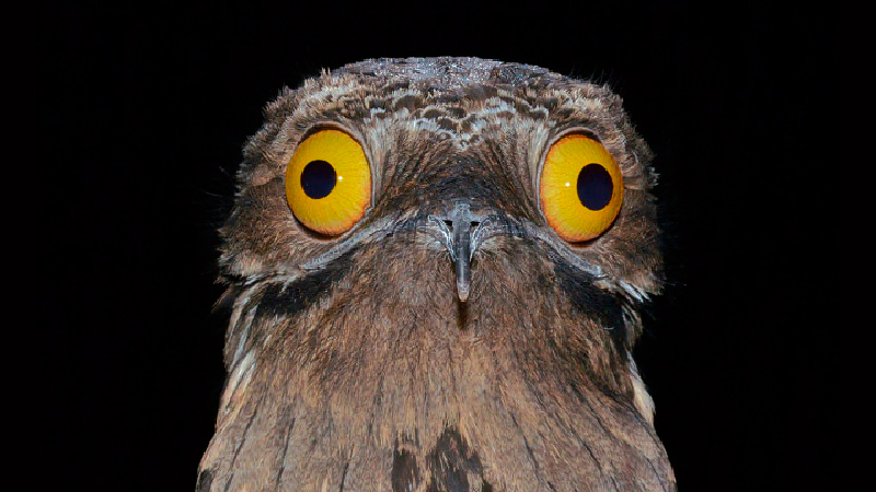 Potoo: The funniest looking bird in the world?
