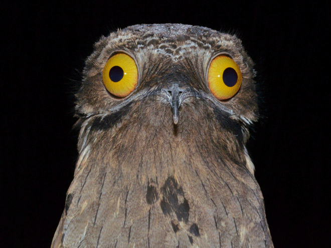 roliga-bilder-potoo-fageln-01