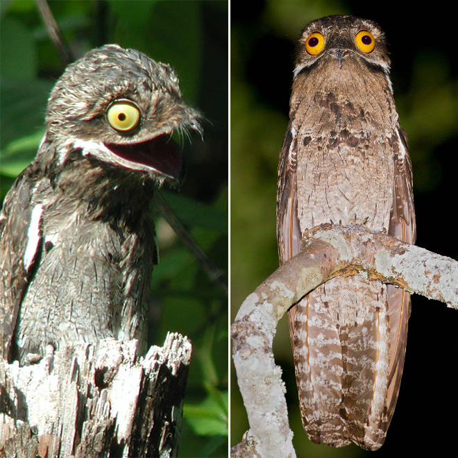 roliga-bilder-potoo-fageln-02