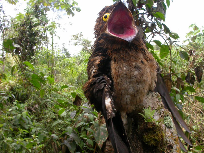 roliga-bilder-potoo-fageln-03