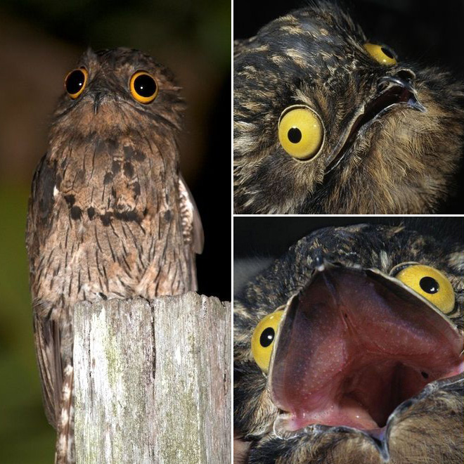 roliga-bilder-potoo-fageln-04