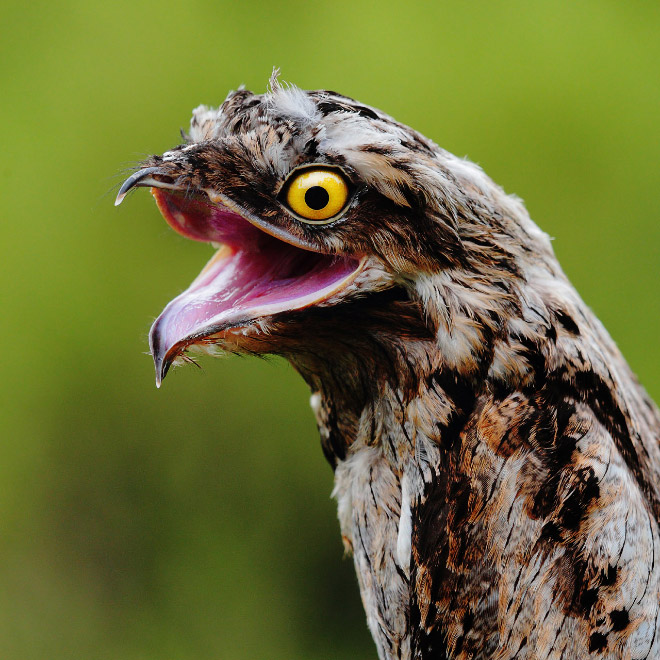 roliga-bilder-potoo-fageln-05