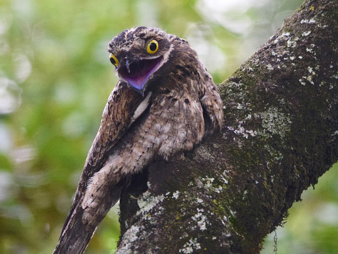 roliga-bilder-potoo-fageln-06