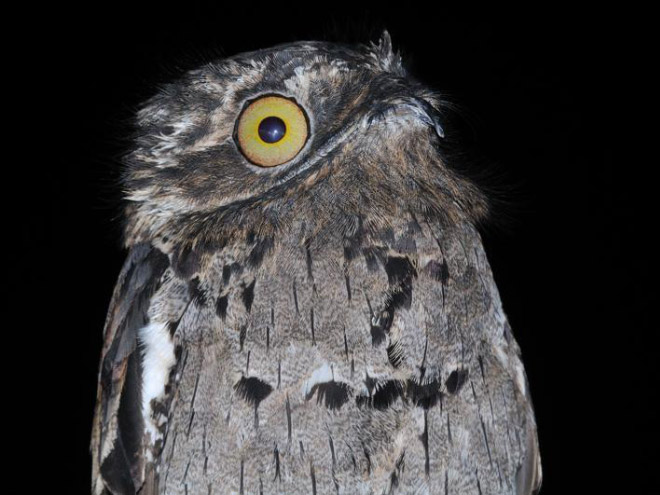 roliga-bilder-potoo-fageln-07