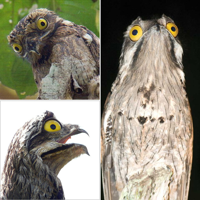 roliga-bilder-potoo-fageln-08