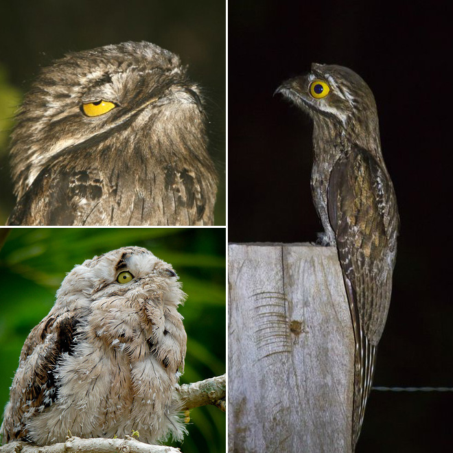 roliga-bilder-potoo-fageln-09