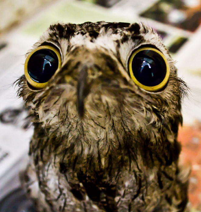 roliga-bilder-potoo-fageln-10