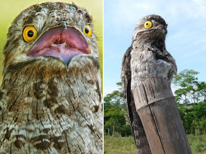 roliga-bilder-potoo-fageln-11