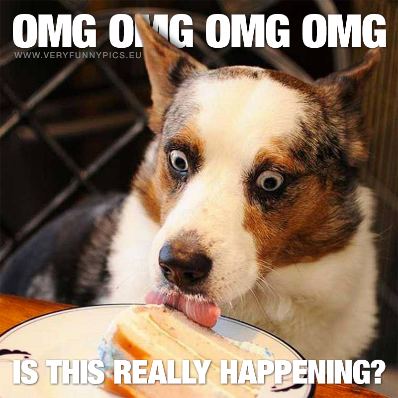 Super excited dog eating his birthday cake - OMG, is this really happening?