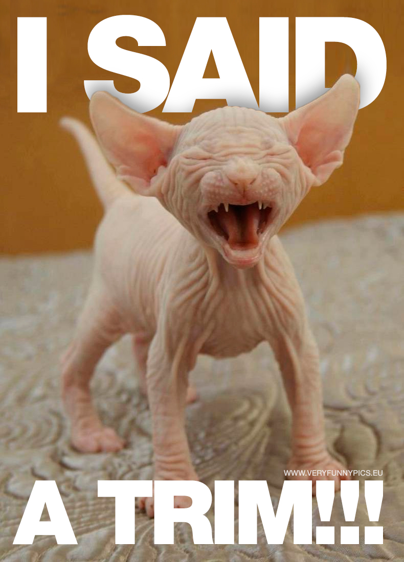 Hairless cat that screams - I said a trim!