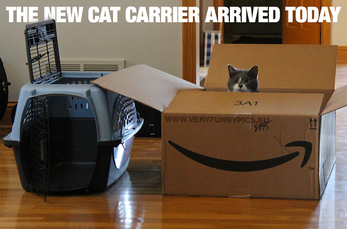 Cat in a box beside a cat carrier - The new cat carrier arrived today