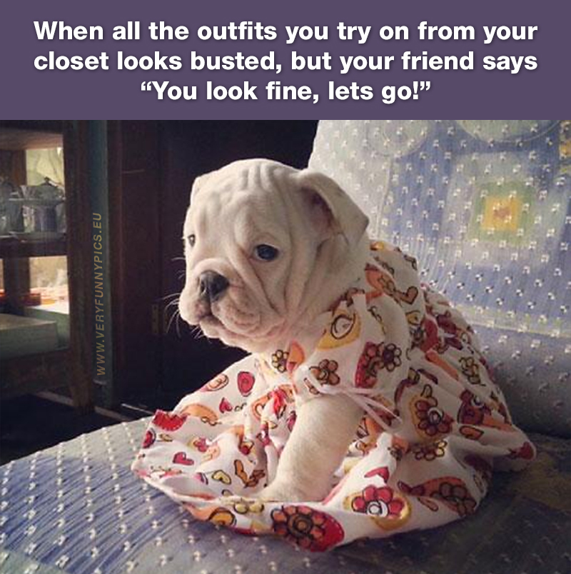 Englisch bulldog in a cute dress - When all the outfits you try on from your closet looks busted, but your friend says “You look fine, lets go!”