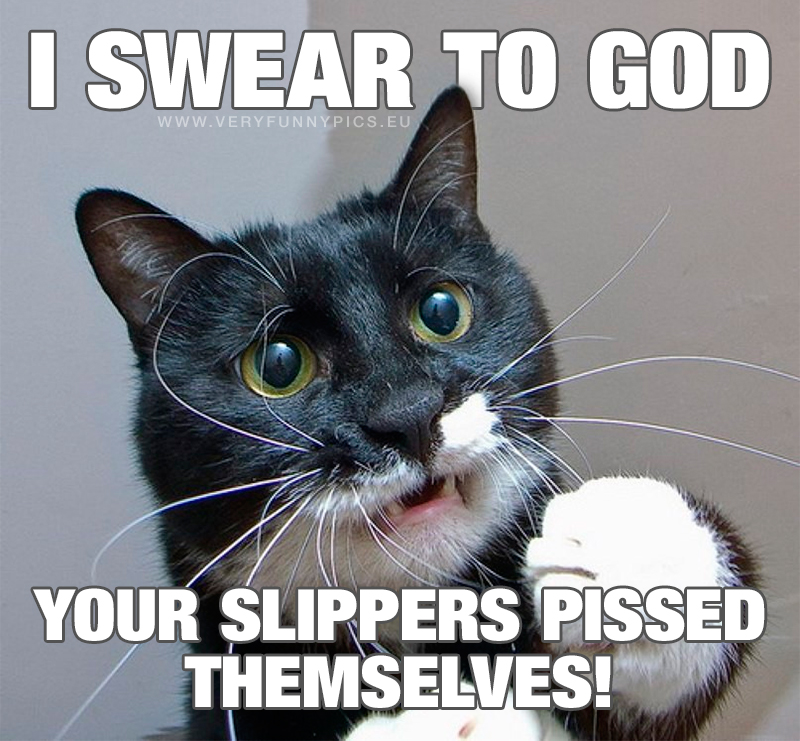 Cat with excuse - Your slippers pissed on themselves