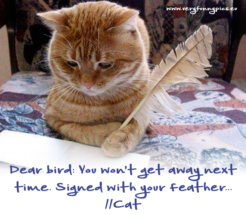 Cat with a feather pen - Dear bird: You won't get away next time. Signed with your feather.