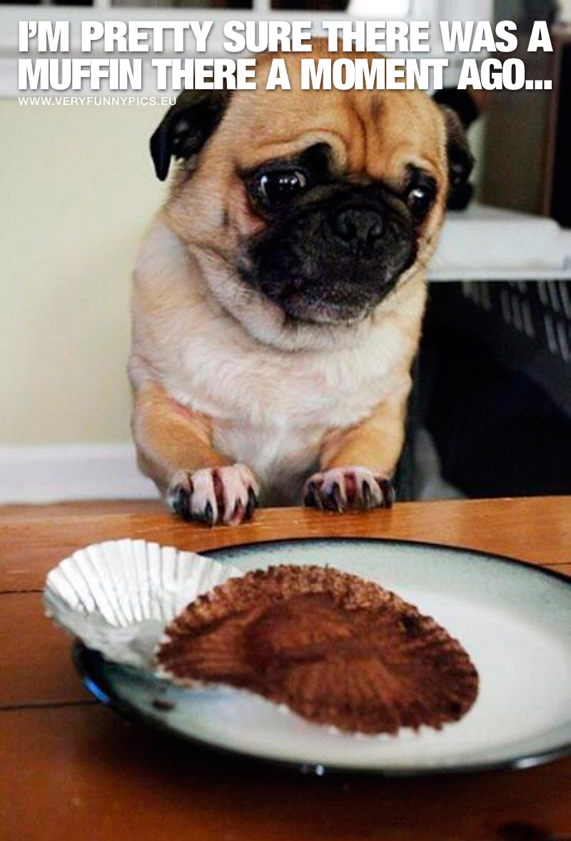Pug looking at muffin - I'm pretty sure there was a muffin there a moment ago...