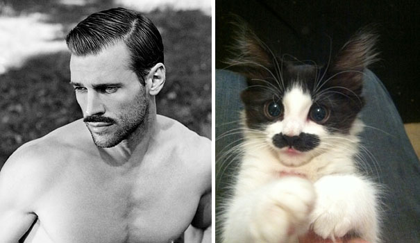 funny pictures male models and cat lookalikes 08