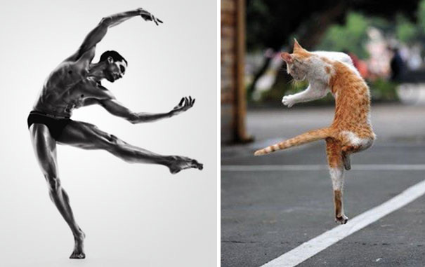 funny pictures male models and cat lookalikes 25