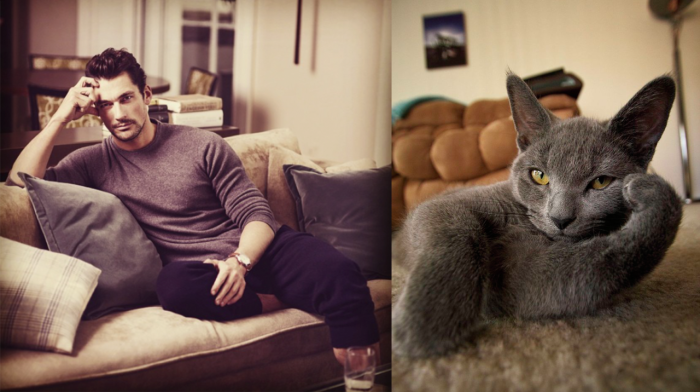 funny pictures male models and cat lookalikes 27