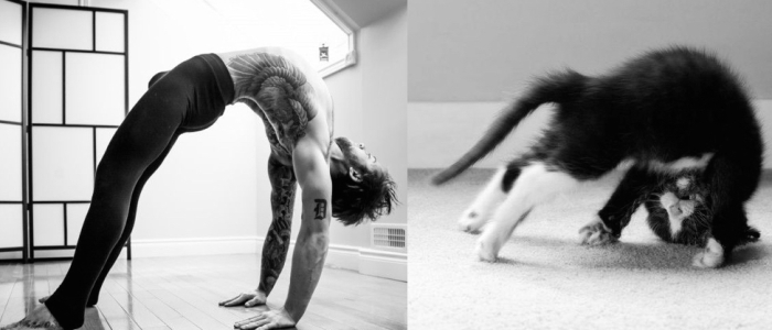 funny pictures male models and cat lookalikes 31
