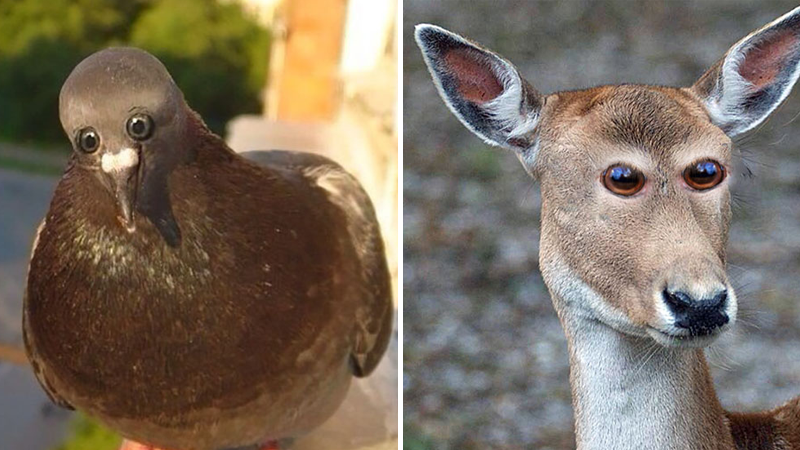 Animals with alternative eye placements