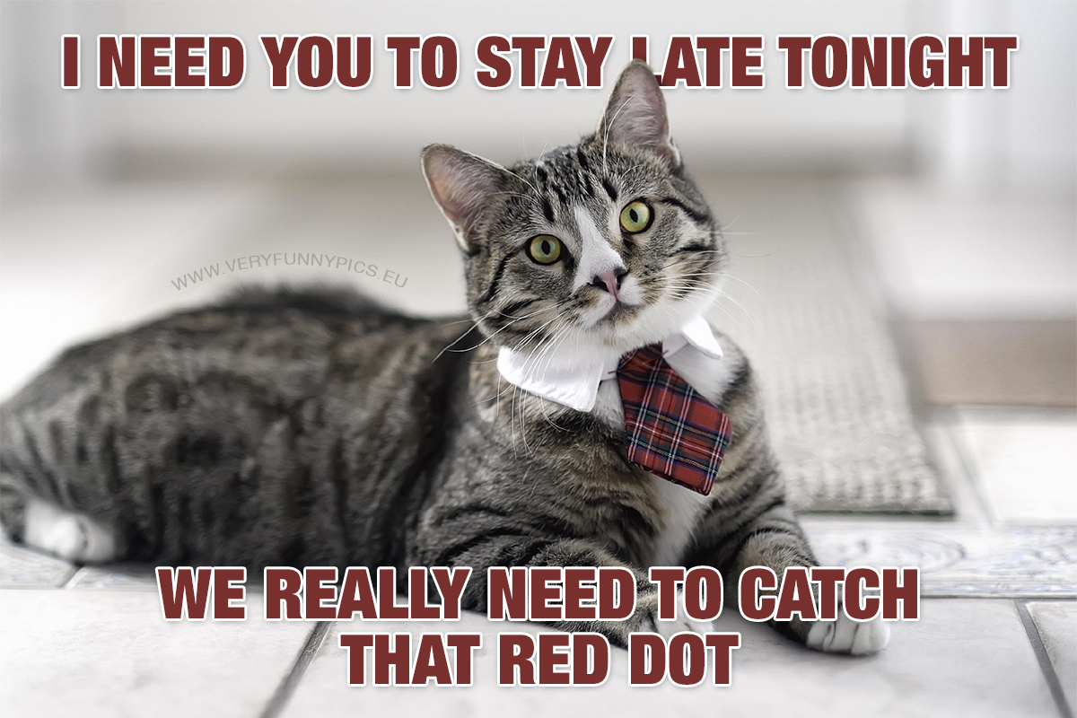 Cat with a tie - I need you to work late tonight, we really need to catch that red dot