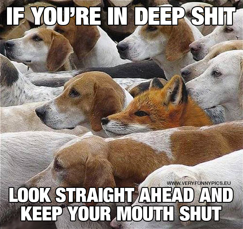 Fox among dogs - If you're in deep shit