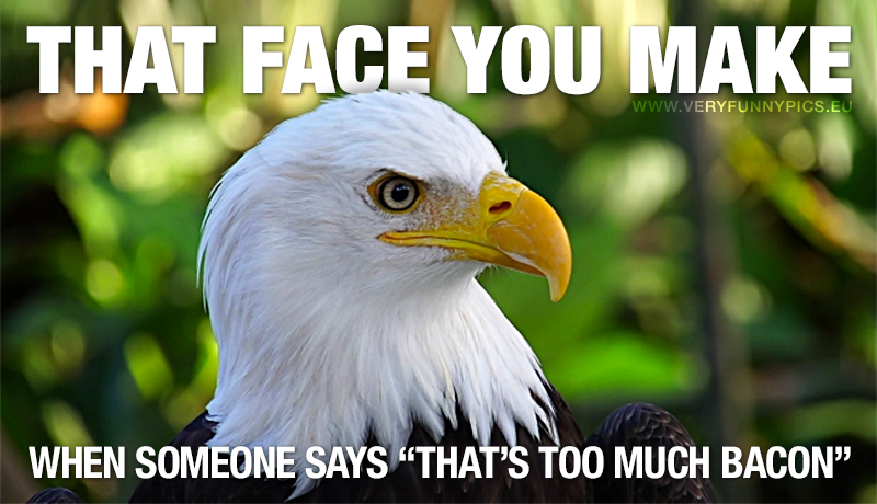 Sceptical Eagle - That face you make when someon says "That's too much bacon "