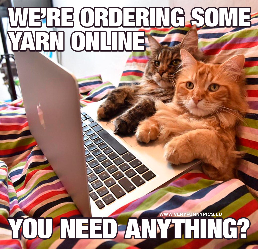 Cats in bed with a computer - We're ordering some yarn online, you need anything?