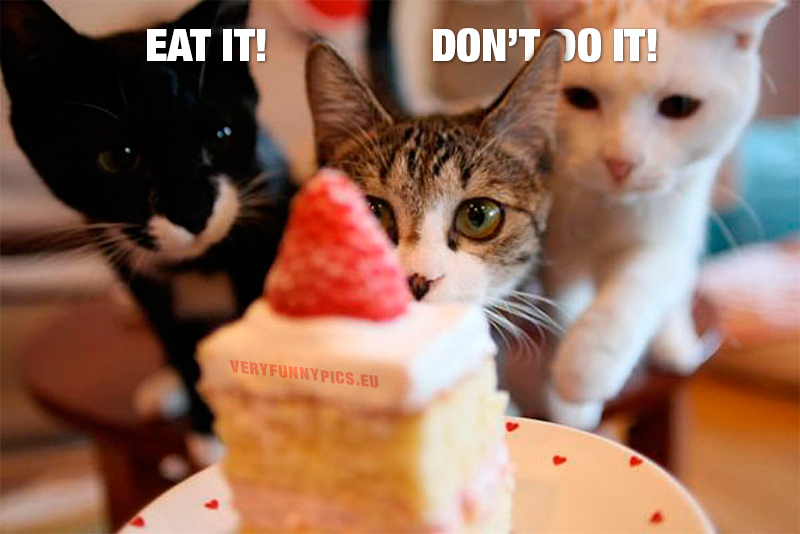 Three cats looking at cake - Eat it! Don't do it!