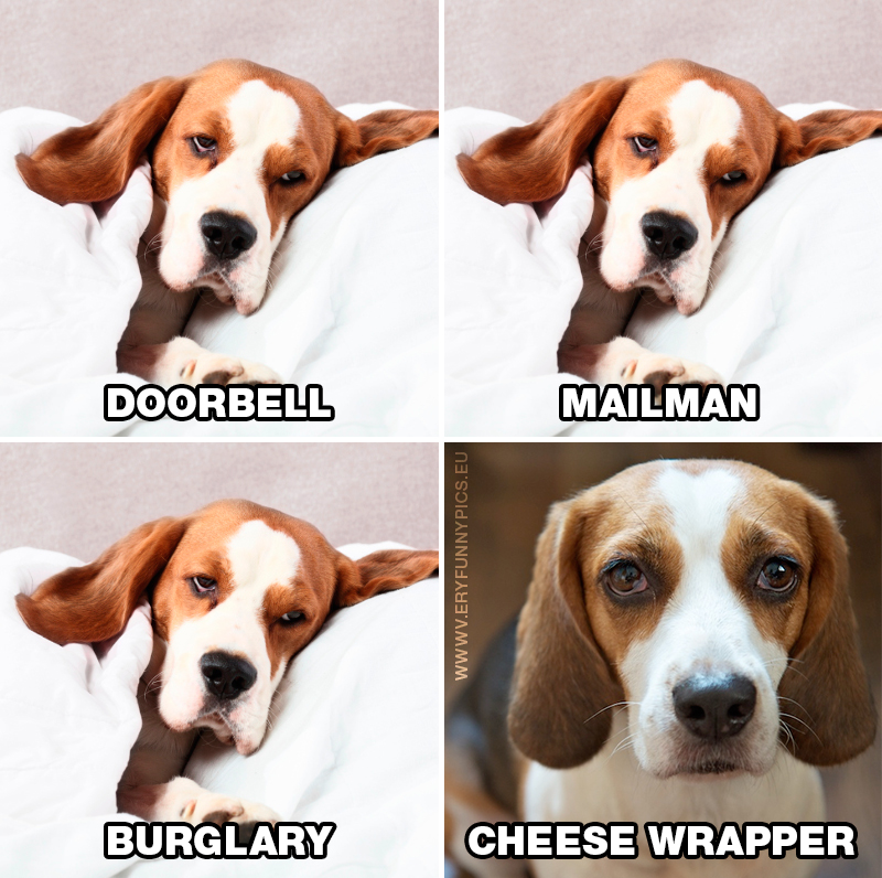 Worst guard dog in the world - Doorbell, mailman, burglary, cheese wrapper