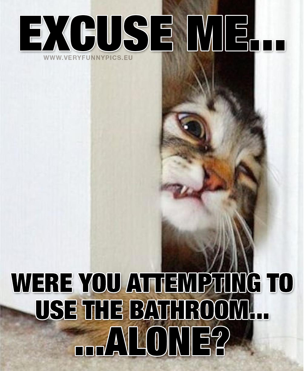 Cat in door - Excuse me, where you attempting to use the bathroom alone?