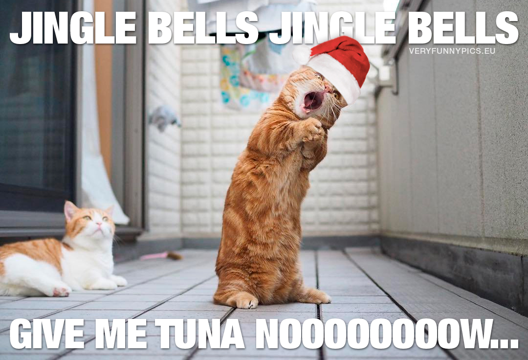 Cat with a santa cap sings a christmas carol - Jingle bells give me tuna now