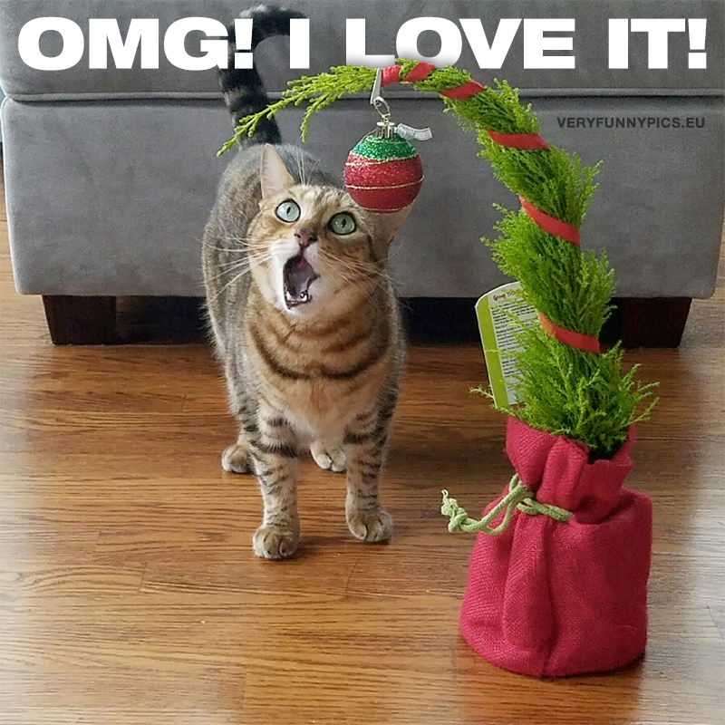 Surprised cat gets a christmas gift - OMG! I love it!