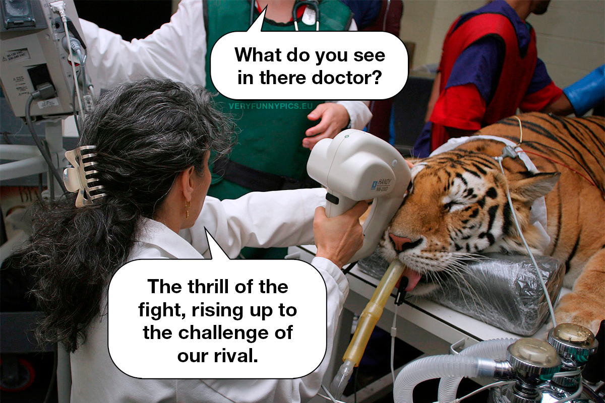 Doctor examines an eye of the tiger