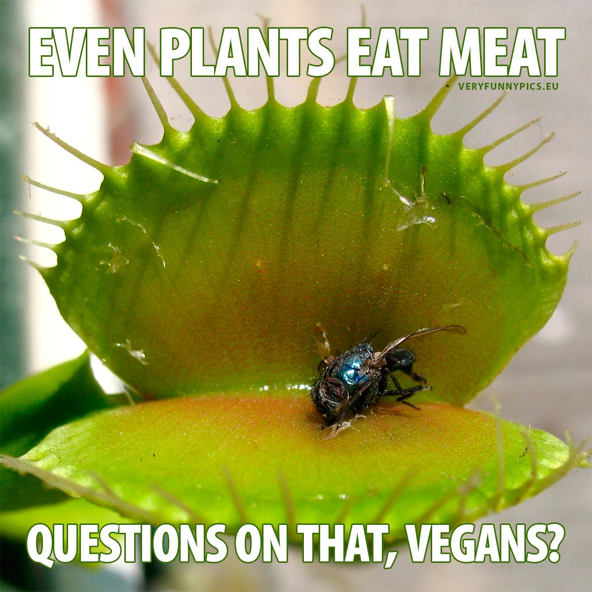 Meateating plant - Even plants eat meat