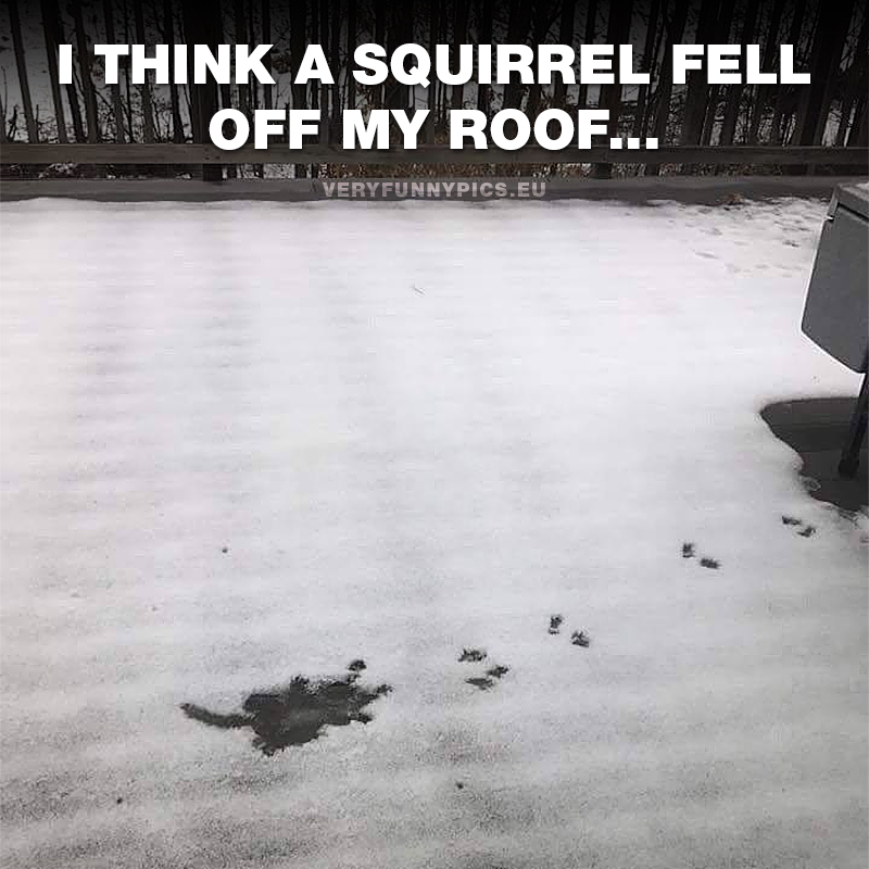 Squirrel tracks in snow - I think a squirrel fell off my roof