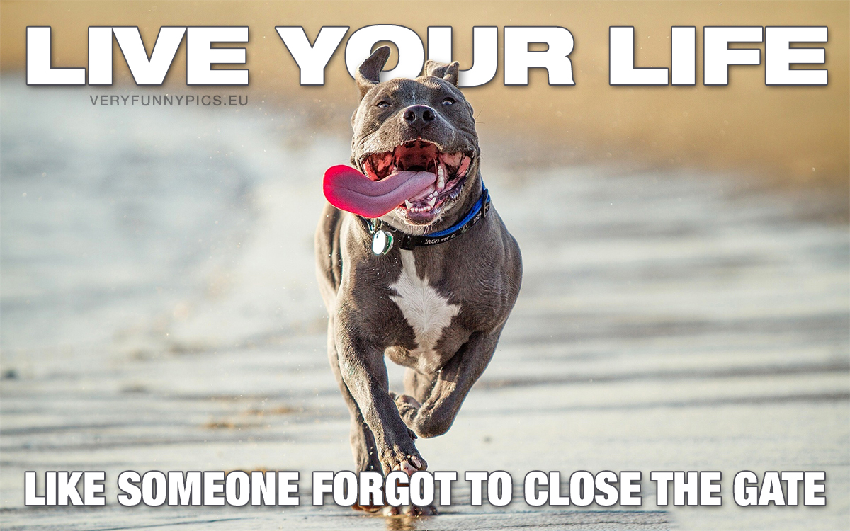Happy dog running - Live your life like someone forgot to close the gate