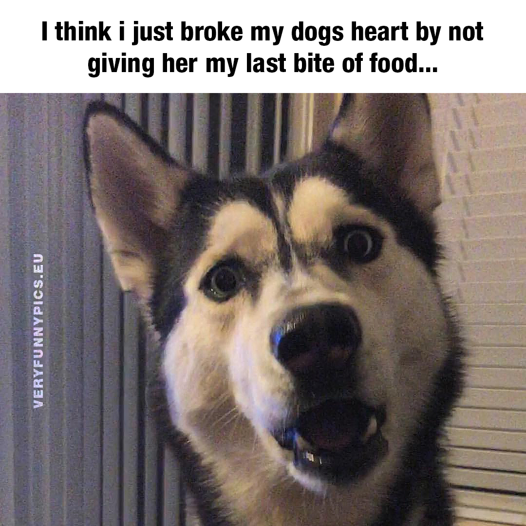 Surprised dog with hurt feelings
